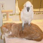 Golden Lion Mongols Bar-b-q